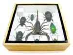 Echte exotische Insekten - Einzelstück - im 3D S-Schaukasten - Wandbild A-S-34 – Bild 11