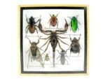 Echte exotische Insekten - Einzelstück - im 3D S-Schaukasten - Wandbild A-S-36 – Bild 2