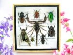 Echte exotische Insekten - Einzelstück - im 3D S-Schaukasten - Wandbild A-S-36