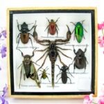 Echte exotische Insekten - Einzelstück - im 3D S-Schaukasten - Wandbild A-S-36