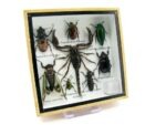 Echte exotische Insekten - Einzelstück - im 3D S-Schaukasten - Wandbild A-S-36 – Bild 3