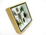 Echte exotische Insekten - Einzelstück - im 3D S-Schaukasten - Wandbild A-S-36 – Bild 4