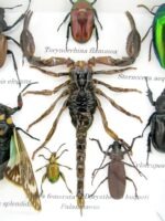 Echte exotische Insekten - Einzelstück - im 3D S-Schaukasten - Wandbild A-S-36 – Bild 5
