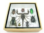 Echte exotische Insekten - Einzelstück - im 3D S-Schaukasten - Wandbild A-S-36 – Bild 6