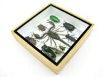 Echte exotische Insekten - Einzelstück - im 3D S-Schaukasten - Wandbild A-S-36 – Bild 7