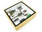 Echte exotische Insekten - Einzelstück - im 3D S-Schaukasten - Wandbild A-S-36 – Bild 8