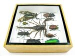 Echte exotische Insekten - Einzelstück - im 3D S-Schaukasten - Wandbild A-S-36 – Bild 9