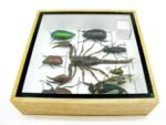 Echte exotische Insekten - Einzelstück - im 3D S-Schaukasten - Wandbild A-S-36 – Bild 10