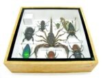 Echte exotische Insekten - Einzelstück - im 3D S-Schaukasten - Wandbild A-S-36 – Bild 11