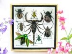 Echte exotische Insekten - Einzelstück - im 3D S-Schaukasten - Wandbild A-S-37