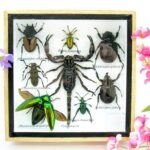 Echte exotische Insekten - Einzelstück - im 3D S-Schaukasten - Wandbild A-S-37