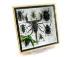 Echte exotische Insekten - Einzelstück - im 3D S-Schaukasten - Wandbild A-S-37 – Bild 3