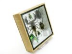 Echte exotische Insekten - Einzelstück - im 3D S-Schaukasten - Wandbild A-S-37 – Bild 4