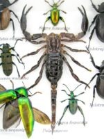 Echte exotische Insekten - Einzelstück - im 3D S-Schaukasten - Wandbild A-S-37 – Bild 5