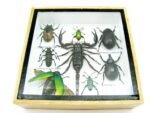Echte exotische Insekten - Einzelstück - im 3D S-Schaukasten - Wandbild A-S-37 – Bild 6