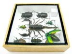 Echte exotische Insekten - Einzelstück - im 3D S-Schaukasten - Wandbild A-S-37 – Bild 10