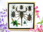 Echte exotische Insekten - Einzelstück - im 3D S-Schaukasten - Wandbild A-S-38