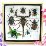 Echte exotische Insekten - Einzelstück - im 3D S-Schaukasten - Wandbild A-S-38