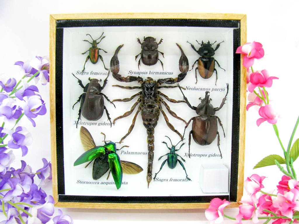 Wunderschöne, tropische und natürlich echte Insekten aus nachhaltiger Zucht im kleinen Schaukasten a-insekten-S-38-a