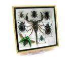 Echte exotische Insekten - Einzelstück - im 3D S-Schaukasten - Wandbild A-S-38 – Bild 3
