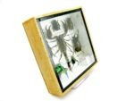 Echte exotische Insekten - Einzelstück - im 3D S-Schaukasten - Wandbild A-S-38 – Bild 4