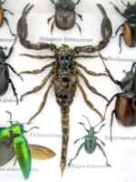 Echte exotische Insekten - Einzelstück - im 3D S-Schaukasten - Wandbild A-S-38 – Bild 5