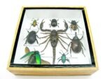 Echte exotische Insekten - Einzelstück - im 3D S-Schaukasten - Wandbild A-S-38 – Bild 6