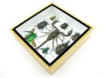 Echte exotische Insekten - Einzelstück - im 3D S-Schaukasten - Wandbild A-S-38 – Bild 8