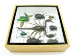 Echte exotische Insekten - Einzelstück - im 3D S-Schaukasten - Wandbild A-S-38 – Bild 9