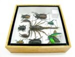Echte exotische Insekten - Einzelstück - im 3D S-Schaukasten - Wandbild A-S-38 – Bild 10