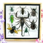Echte exotische Insekten - Einzelstück - im 3D S-Schaukasten - Wandbild A-S-39