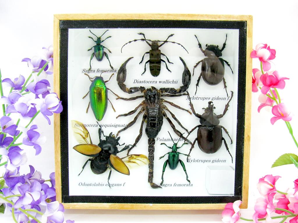 Wunderschöne, tropische und natürlich echte Insekten aus nachhaltiger Zucht im kleinen Schaukasten a-insekten-S-39-a