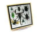 Echte exotische Insekten - Einzelstück - im 3D S-Schaukasten - Wandbild A-S-39 – Bild 3