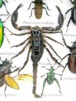 Echte exotische Insekten - Einzelstück - im 3D S-Schaukasten - Wandbild A-S-39 – Bild 5