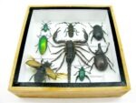 Echte exotische Insekten - Einzelstück - im 3D S-Schaukasten - Wandbild A-S-39 – Bild 6
