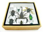 Echte exotische Insekten - Einzelstück - im 3D S-Schaukasten - Wandbild A-S-39 – Bild 11