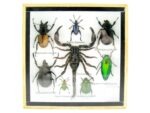 Echte exotische Insekten - Einzelstück - im 3D S-Schaukasten - Wandbild A-S-40 – Bild 2