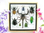 Echte exotische Insekten - Einzelstück - im 3D S-Schaukasten - Wandbild A-S-40