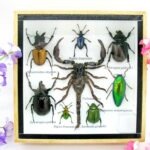 Echte exotische Insekten - Einzelstück - im 3D S-Schaukasten - Wandbild A-S-40