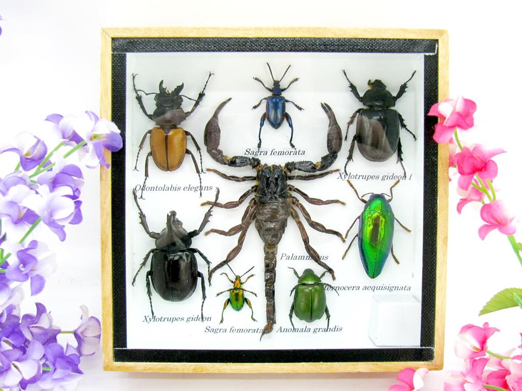 Wunderschöne, tropische und natürlich echte Insekten aus nachhaltiger Zucht im kleinen Schaukasten a-insekten-S-40-a