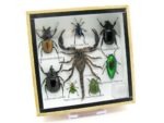 Echte exotische Insekten - Einzelstück - im 3D S-Schaukasten - Wandbild A-S-40 – Bild 3