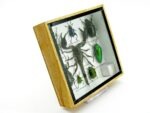 Echte exotische Insekten - Einzelstück - im 3D S-Schaukasten - Wandbild A-S-40 – Bild 4