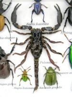 Echte exotische Insekten - Einzelstück - im 3D S-Schaukasten - Wandbild A-S-40 – Bild 5
