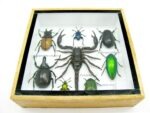 Echte exotische Insekten - Einzelstück - im 3D S-Schaukasten - Wandbild A-S-40 – Bild 6