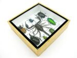Echte exotische Insekten - Einzelstück - im 3D S-Schaukasten - Wandbild A-S-40 – Bild 7