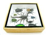 Echte exotische Insekten - Einzelstück - im 3D S-Schaukasten - Wandbild A-S-40 – Bild 9