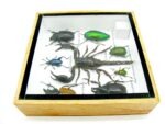 Echte exotische Insekten - Einzelstück - im 3D S-Schaukasten - Wandbild A-S-40 – Bild 10