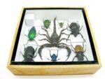 Echte exotische Insekten - Einzelstück - im 3D S-Schaukasten - Wandbild A-S-40 – Bild 11