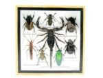 Echte exotische Insekten - Einzelstück - im 3D S-Schaukasten - Wandbild A-S-41 – Bild 2