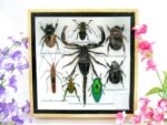 Echte exotische Insekten - Einzelstück - im 3D S-Schaukasten - Wandbild A-S-41